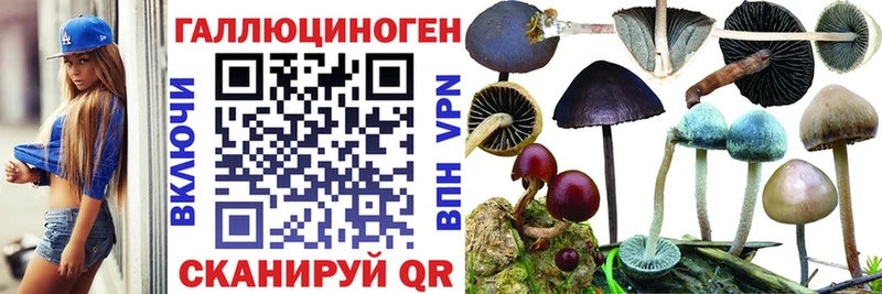 наркотики  KRAKEN ссылка  Псилоцибиновые грибы мицелий  Выборг 
