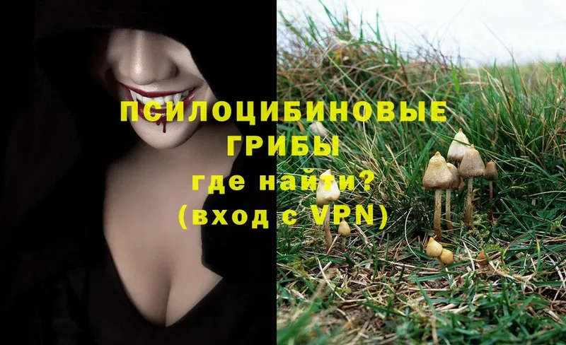 маркетплейс как зайти  Выборг  Псилоцибиновые грибы Psilocybine cubensis 